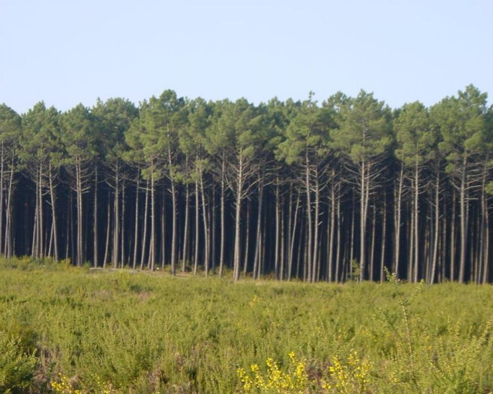 Planeamento florestal