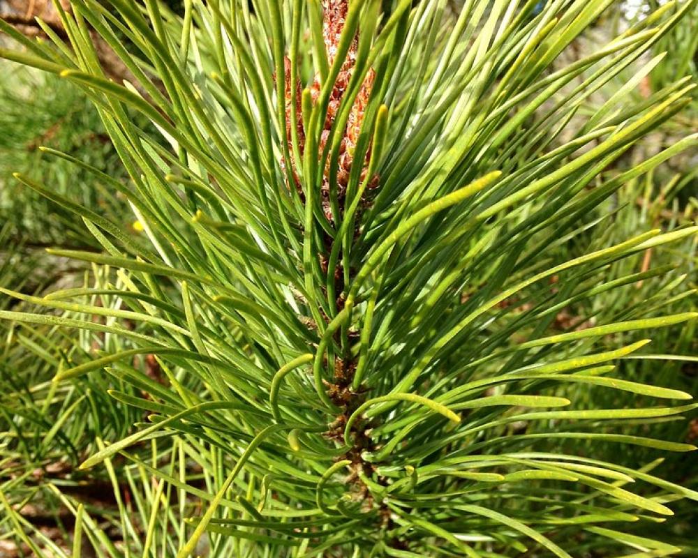 Abate e reflorestação