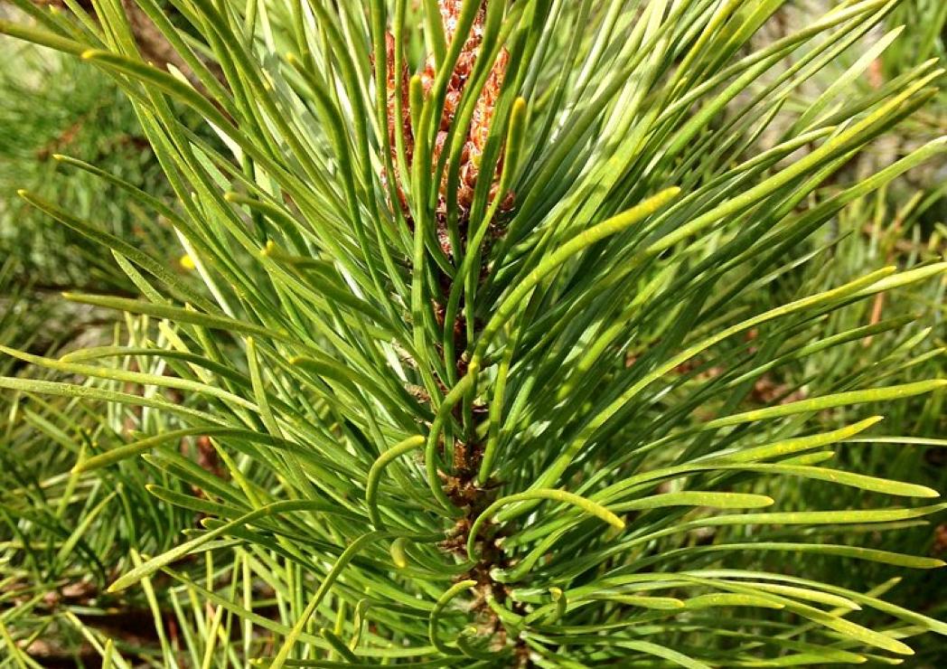 Abate e reflorestação