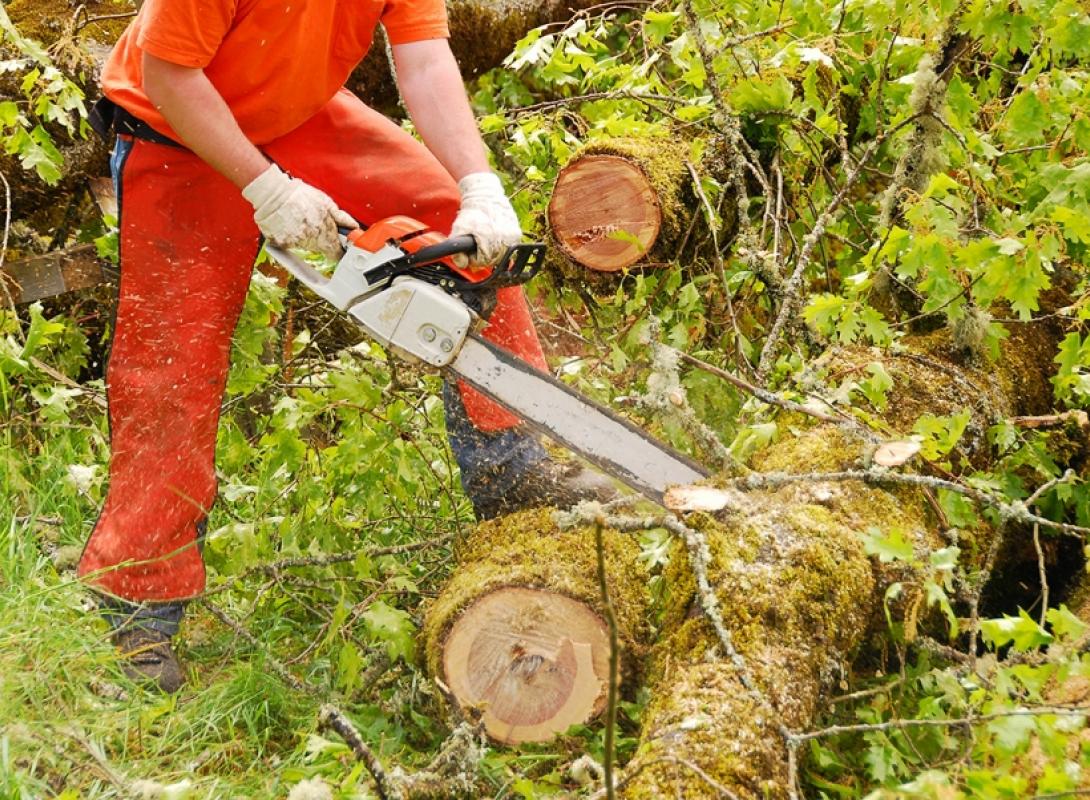Limpeza de matas e florestas