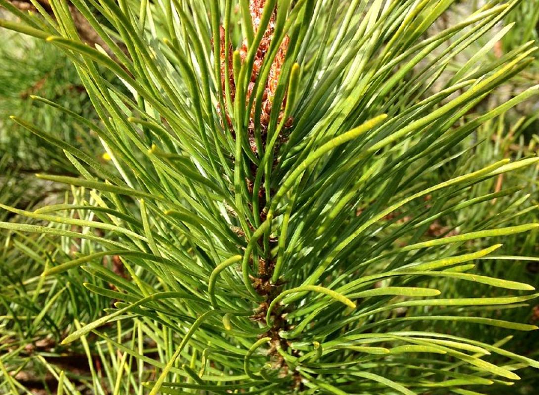 Abate e reflorestação