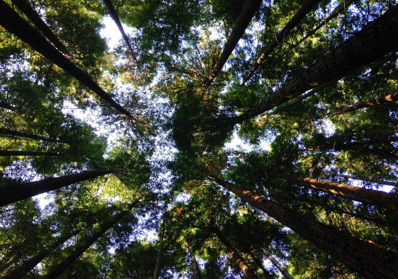 postes madeira ecológicos